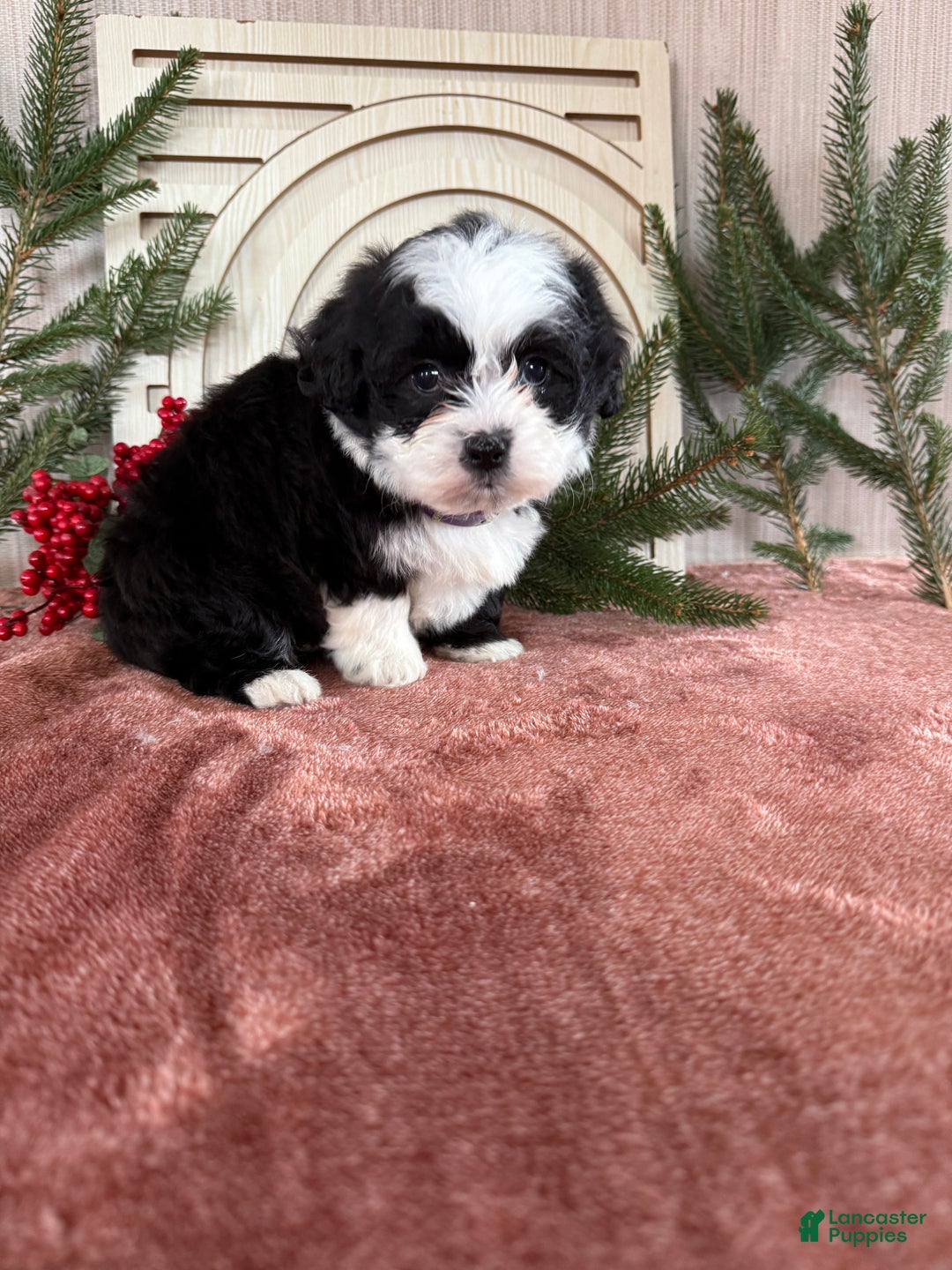 Teddy Bear dogs for sale: Stella - Ad 4