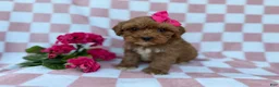 Cavapoo dogs for sale: Sophie  - Ad 6