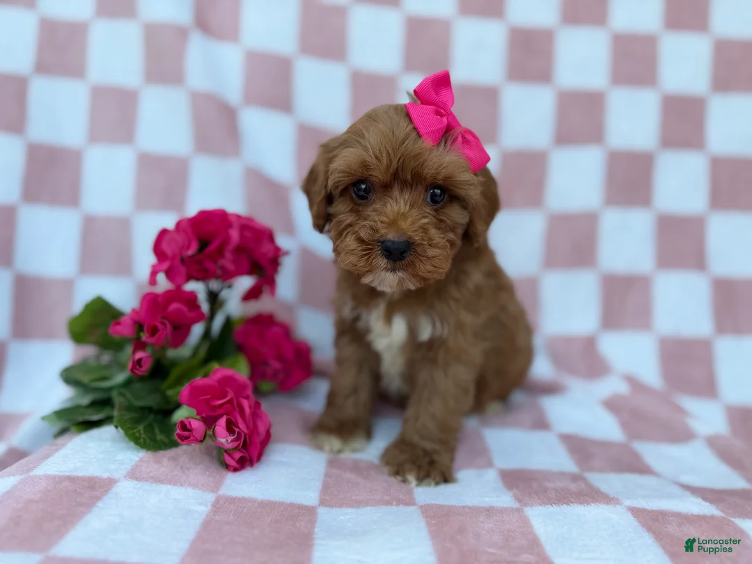 Cavapoo dogs for sale: Sophie  - Ad 6
