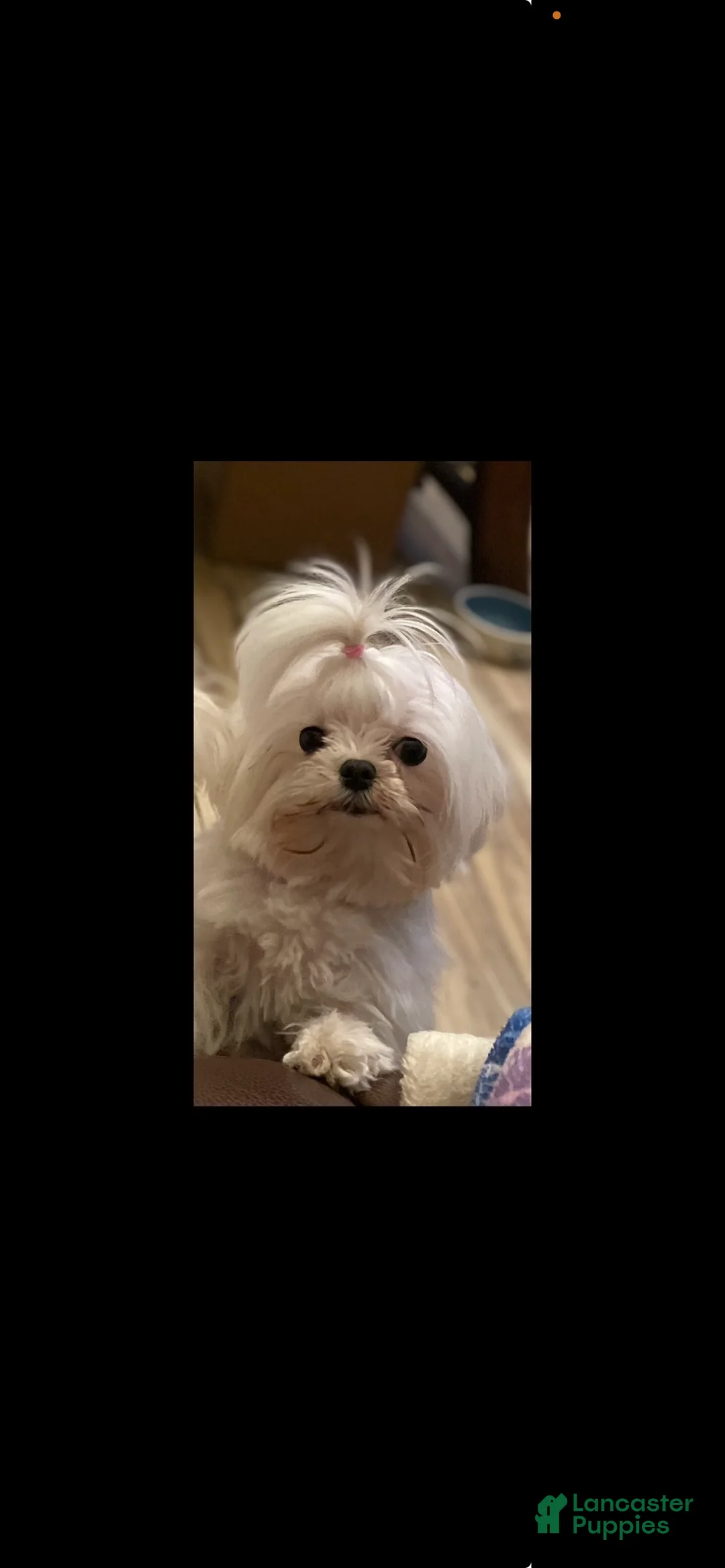 Morkie dogs for sale: Morkie Puppy 1 - Ad 14