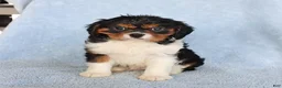 Cavalier King Charles Spaniel dogs for sale: Casper - Ad 3