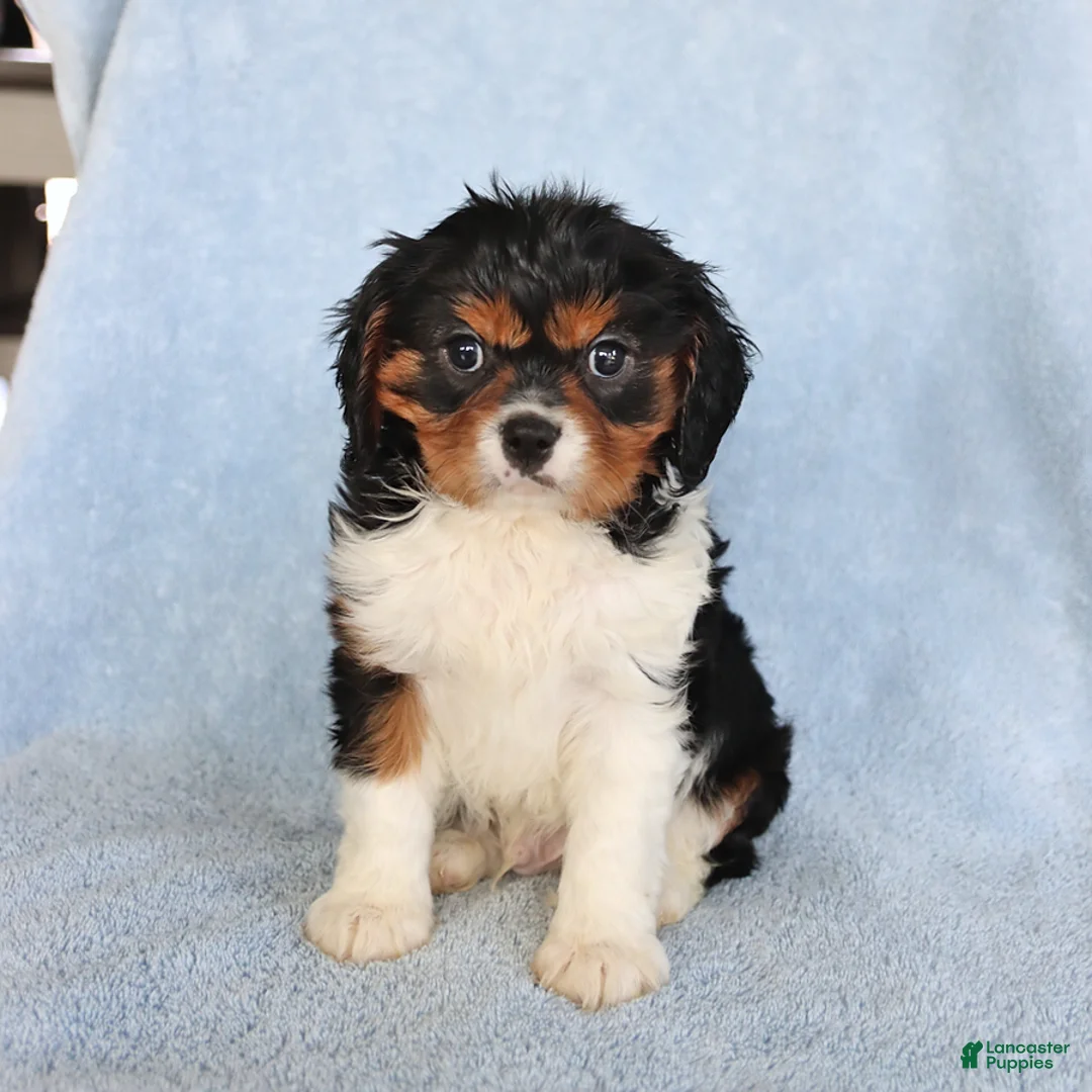 Cavalier King Charles Spaniel dogs for sale: Casper - Ad 3