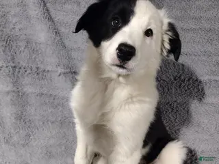 Border Collie dogs Zoe - Ad 23