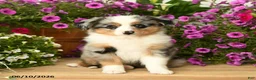 Toy Australian Shepherd dogs for sale: Asher - Ad 4