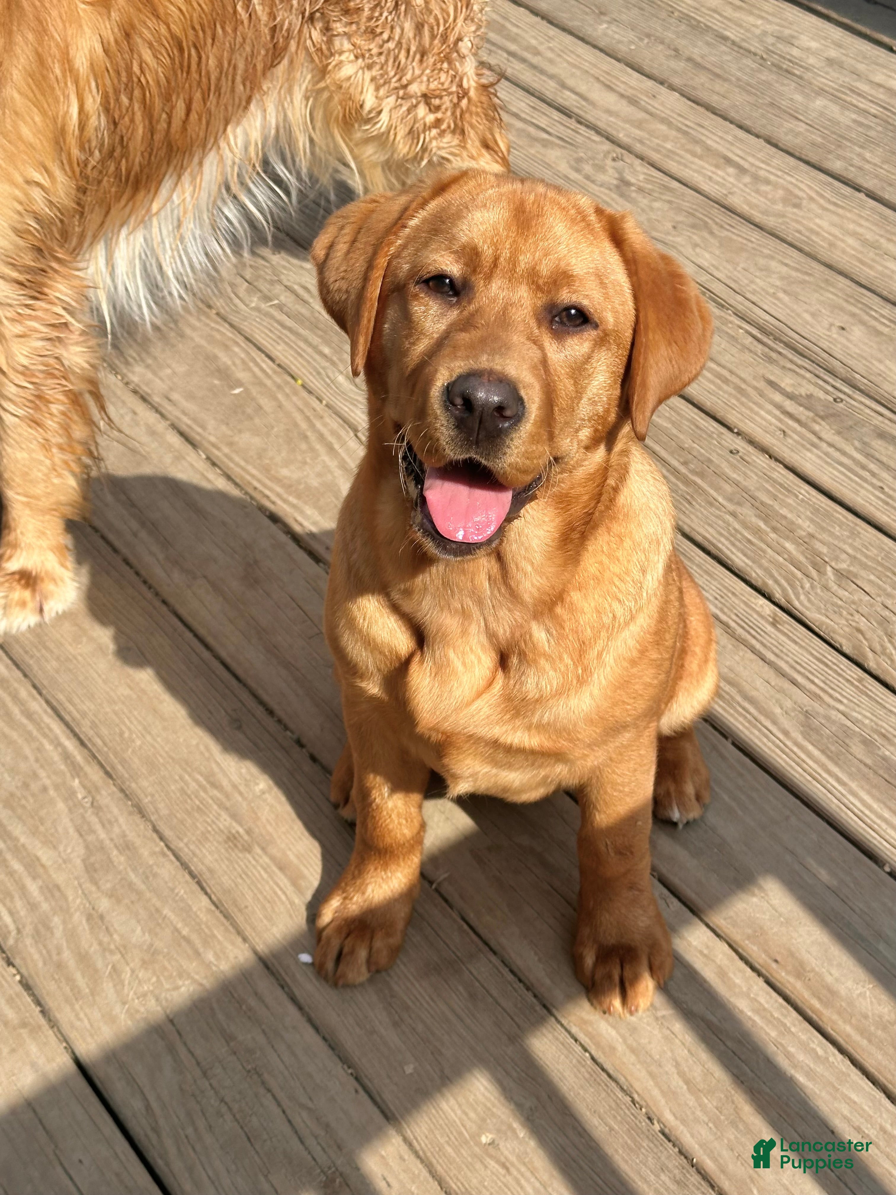 Labrador Retriever dogs Remi - Ad 2