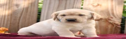 Labrador Retriever dogs for sale: Rusty  - Ad 3