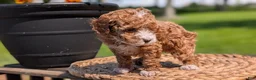 Miniature Poodle dogs for sale: Macy - Ad 6