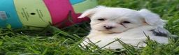 Mixed Breed dogs for sale: White Oak - Ad 3