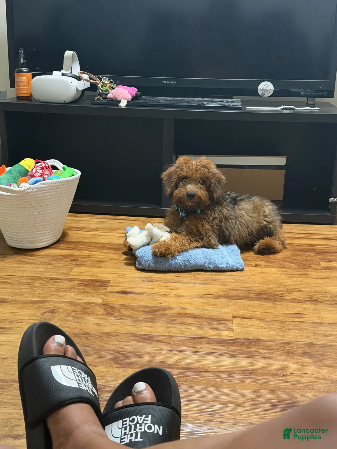 Mixed Breed dogs for sale: Mixed Breed 1 - Ad 1