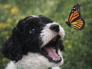 Mini Sheepadoodle dogs Dark green-Noir - Ad 2