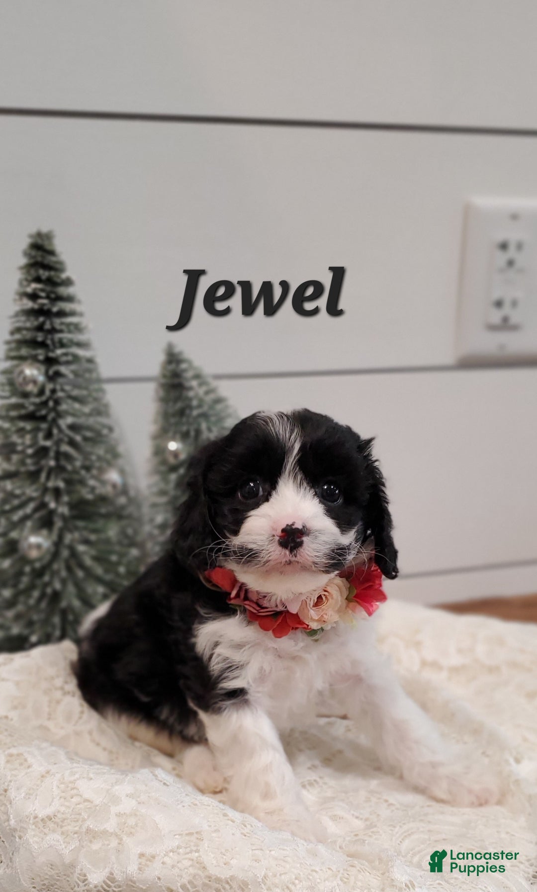 Cavapoo dogs for sale: Jewel  - Ad 2