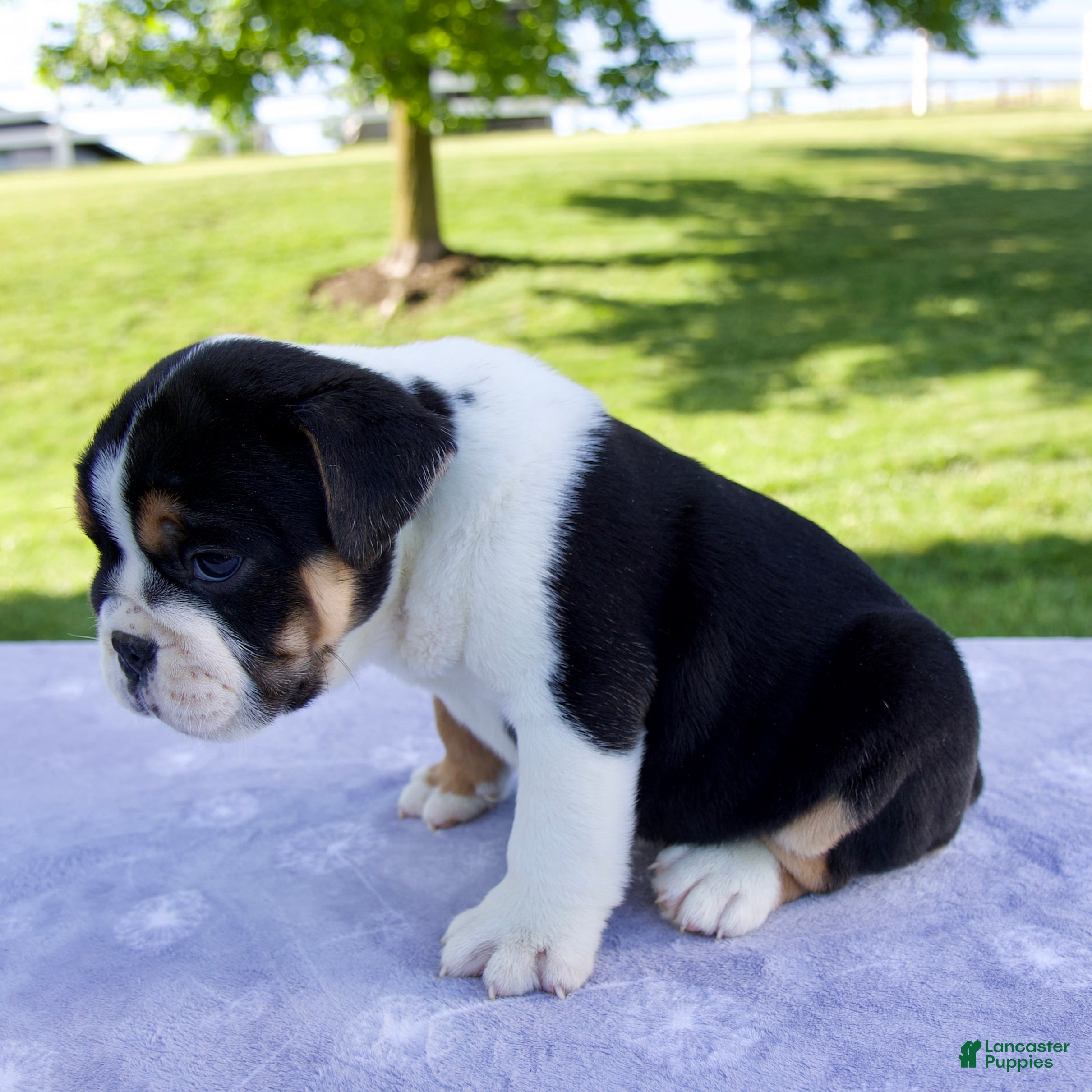 Beabull dogs for sale: Quinn - Ad 5
