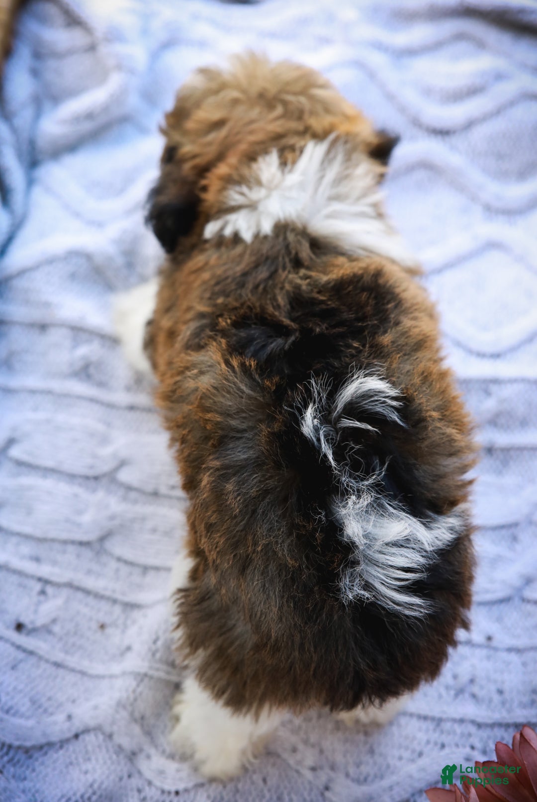 Havanese dogs for sale: Paisley (AKC)  - Ad 11