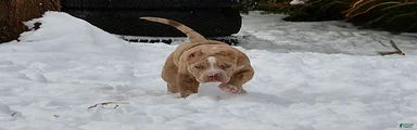 American Bully Puppy 1