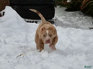 American Bully dogs American Bully Puppy 1 - Ad 35