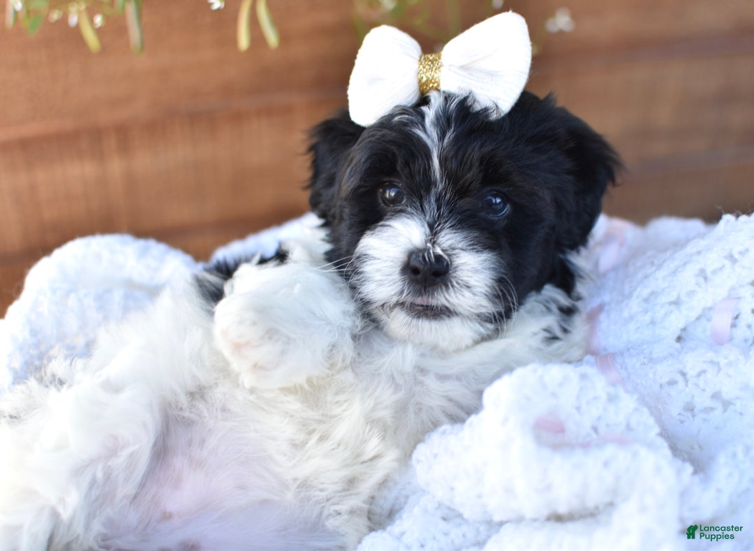 Mixed Breed dogs for sale: Bella - Ad 2