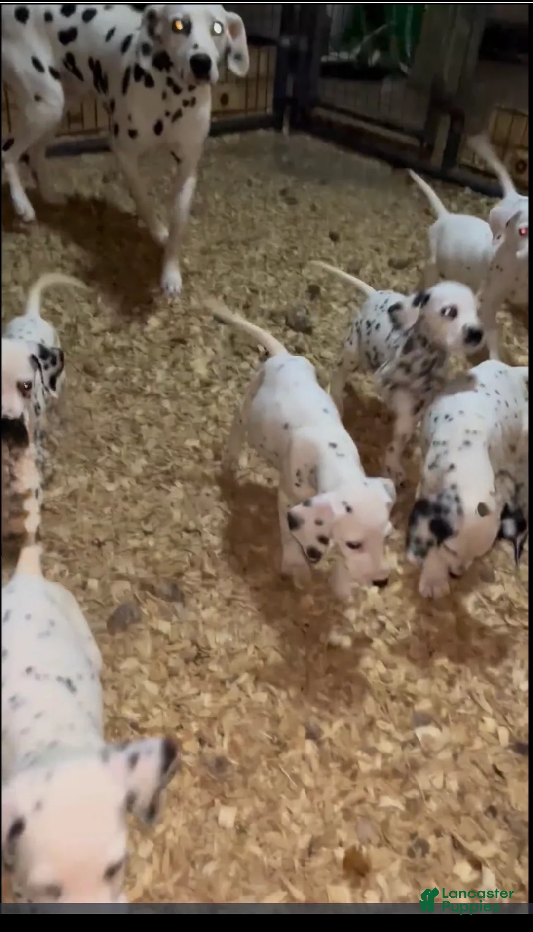 Dalmatian dogs for sale: Dalmatian Puppy 2 - Ad 2