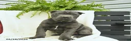 Cane Corso dogs for sale: Dexter  - Ad 4