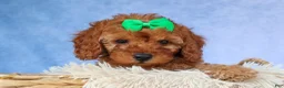 Cavapoo dogs for sale: TRAVIS - Ad 7