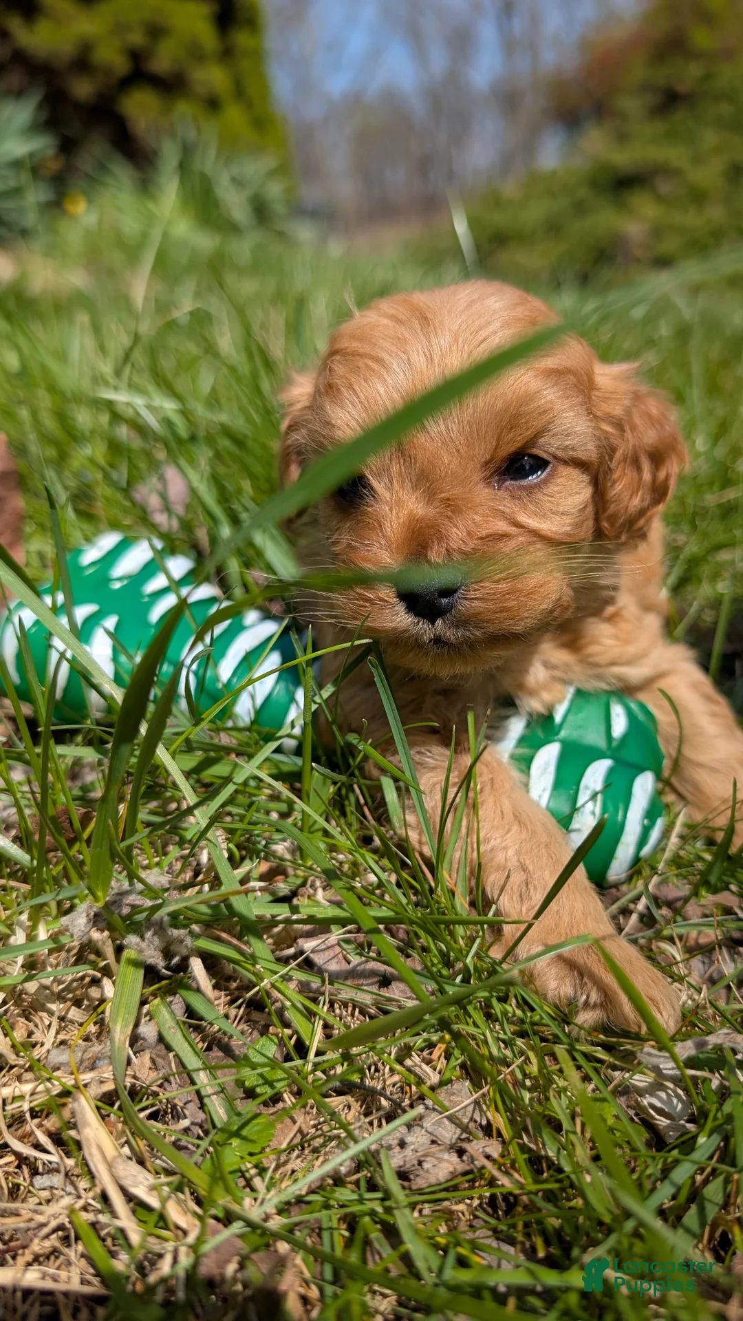 Cavapoo dogs for sale: Cuddles - Ad 2