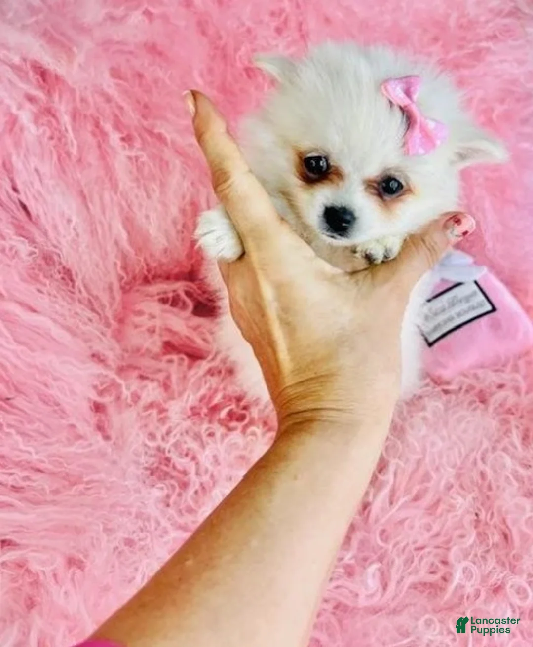 Pomeranian dogs for sale: Pomeranian 1 - Ad 2