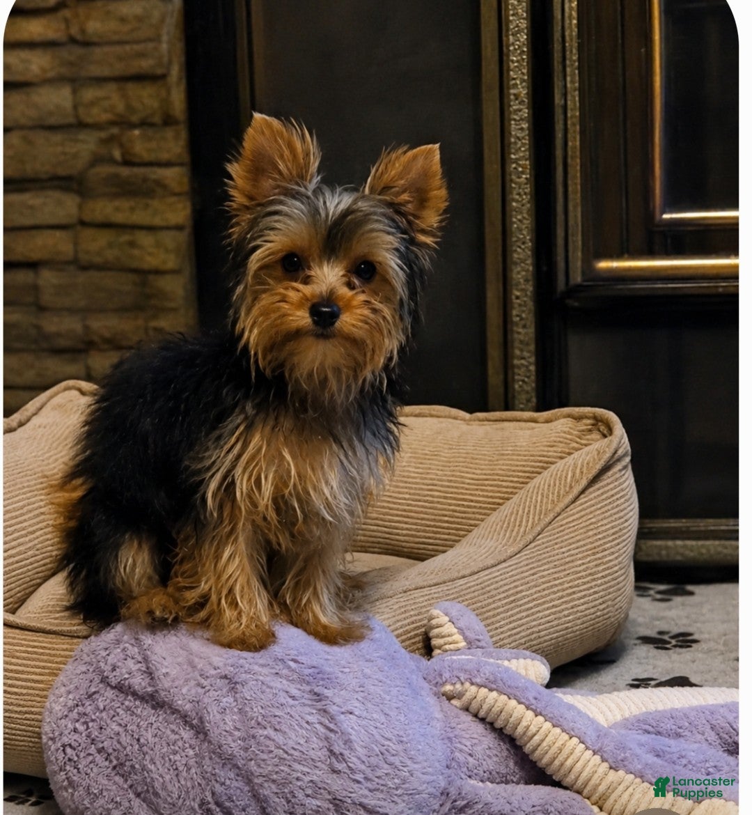 Yorkshire Terrier dogs Yorkshire Terrier 1 - Ad 13