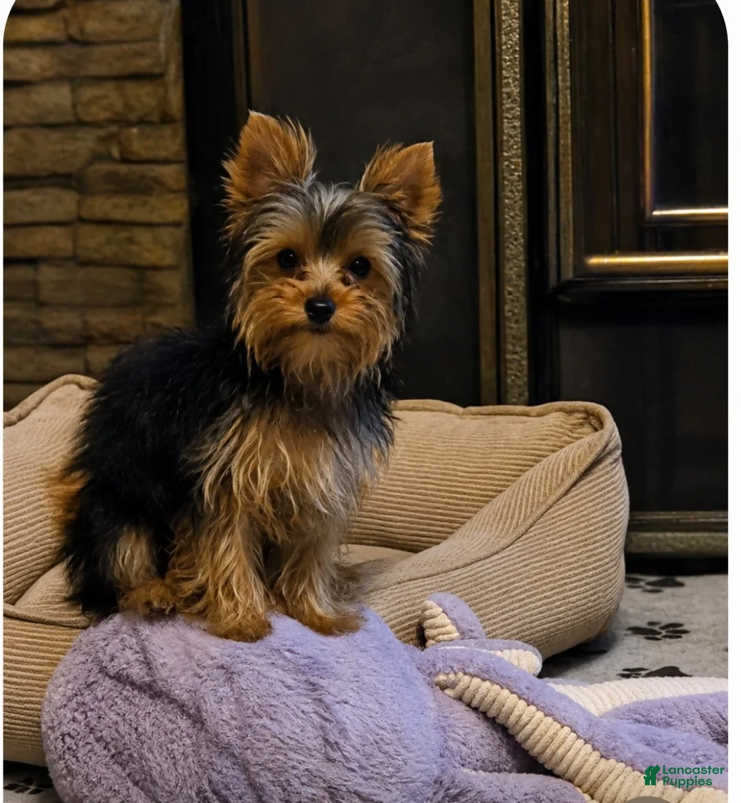 Yorkshire Terrier dogs for sale: Yorkshire Terrier 1 - Ad 1
