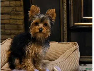 Yorkshire Terrier dogs Yorkshire Terrier 1 - Ad 13