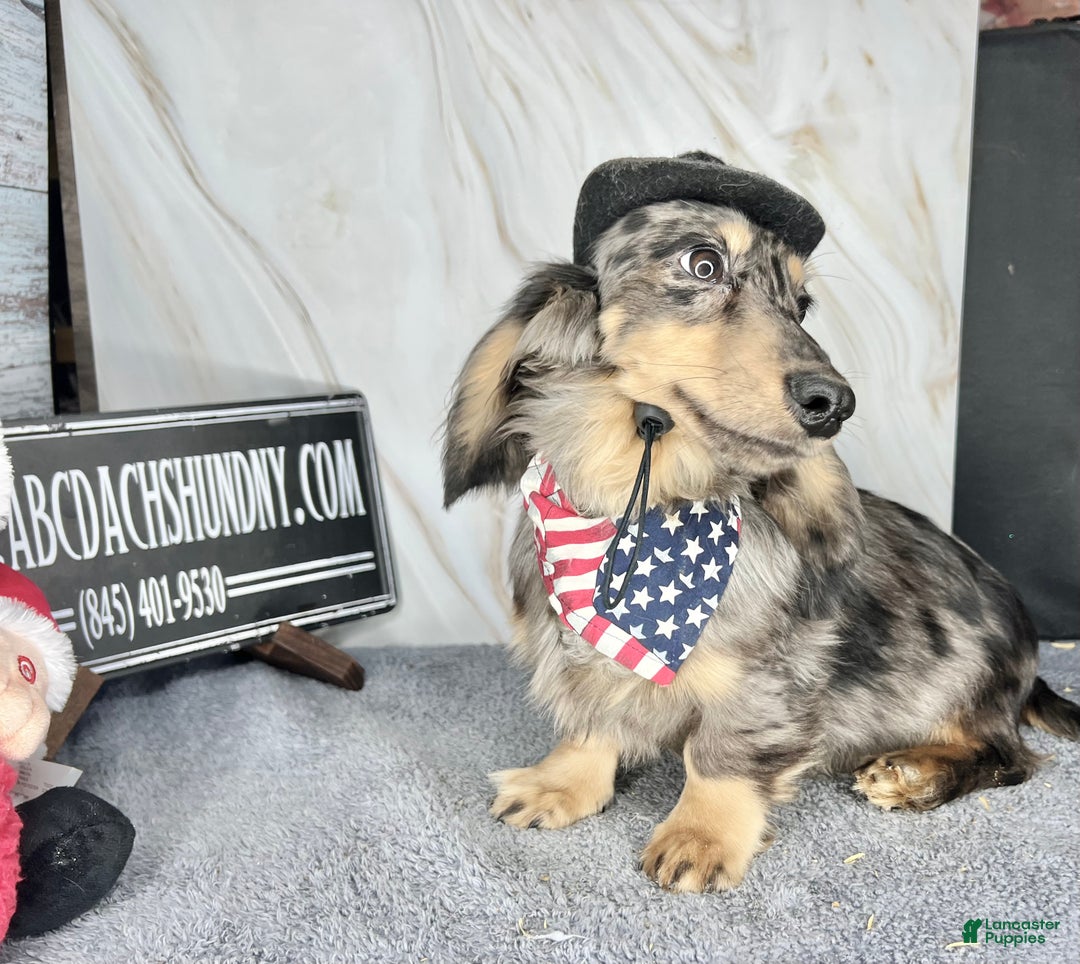 Miniature Dachshund dogs for sale: Miniature Dachshund litter of 3 puppies - Ad 3