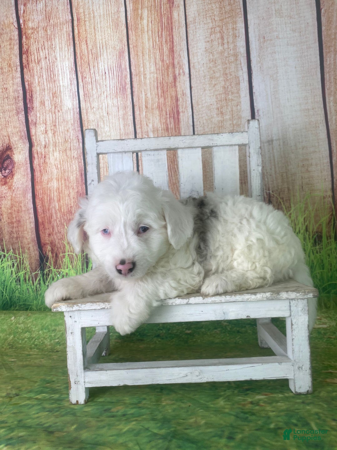 Mini Aussiedoodle dogs for sale: Giovanni - Ad 4