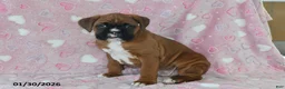 Boxer dogs for sale: Maverick - Ad 3