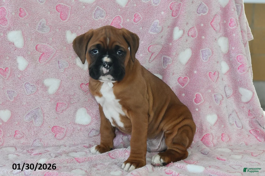 Boxer dogs for sale: Maverick - Ad 3