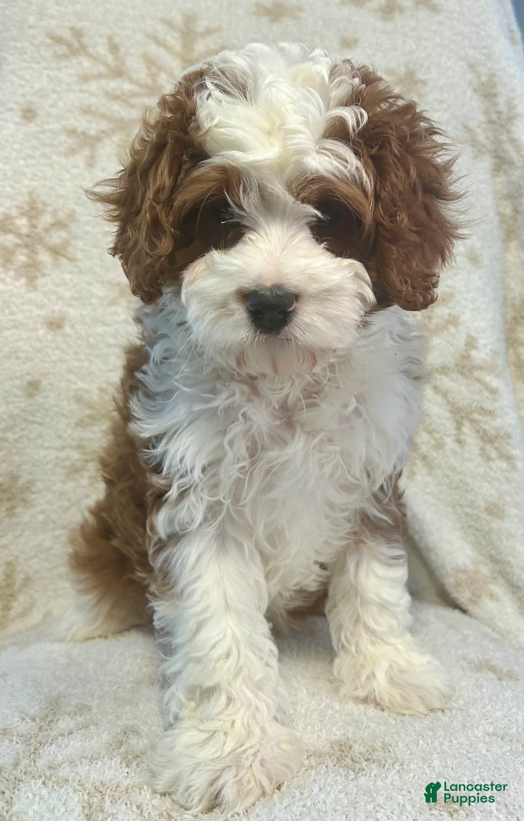 Cavapoo dogs for sale: Cavapoo Puppy 1 - Ad 3
