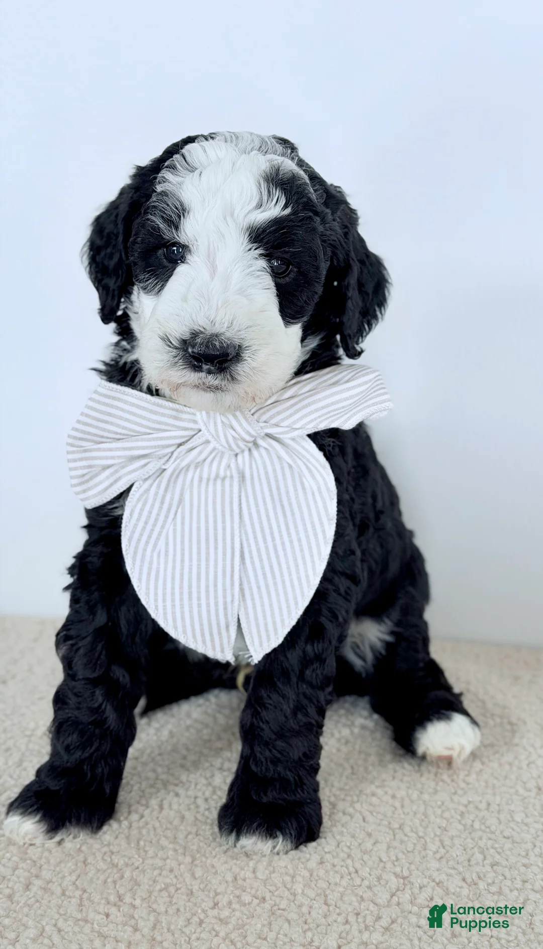 Bernedoodle dogs for sale: Shepherd  - Ad 1