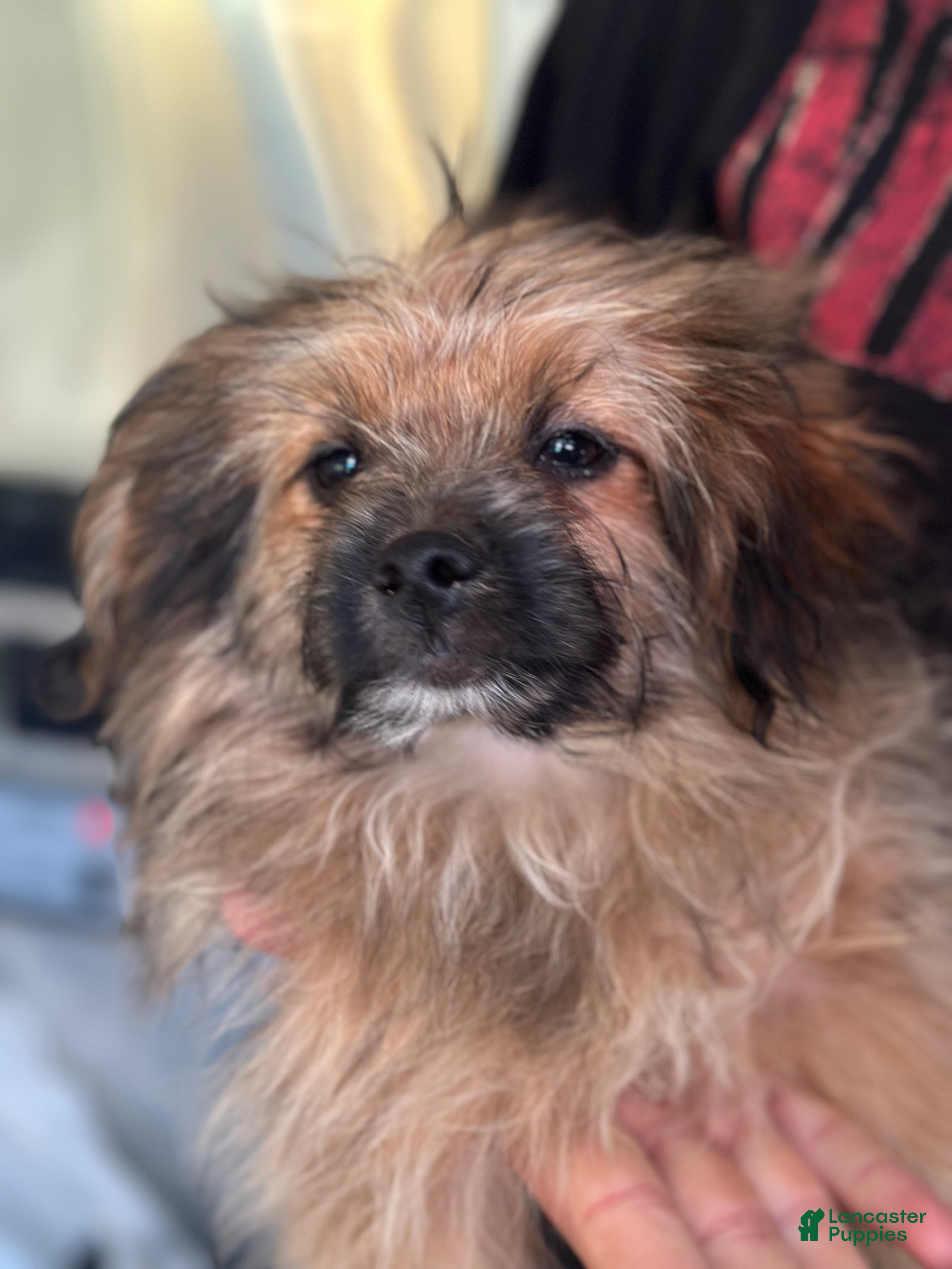 Mixed Breed dogs Theodore  - Ad 2