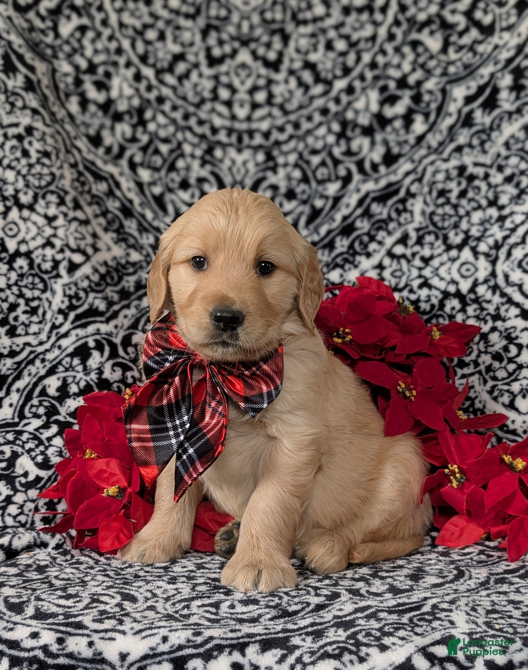 Golden Retriever dogs for sale: Boone - Ad 2