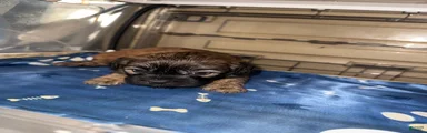 Fluffy French Bulldog 1