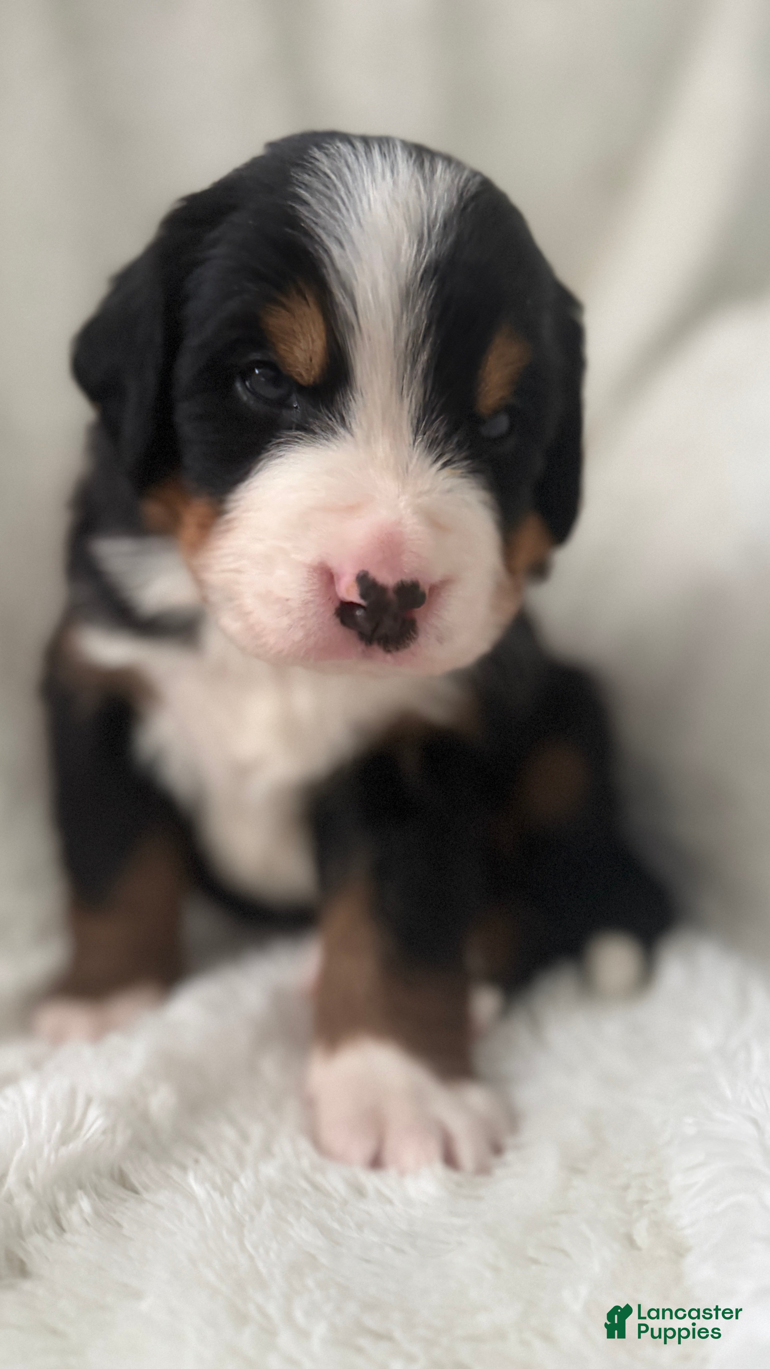 Bernese Mountain Dog dogs Green Boy - Ad 1