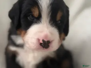 Bernese Mountain Dog dogs for sale: Green Boy - Ad 4