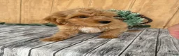 Mini Goldendoodle dogs for sale: Alice - Ad 14