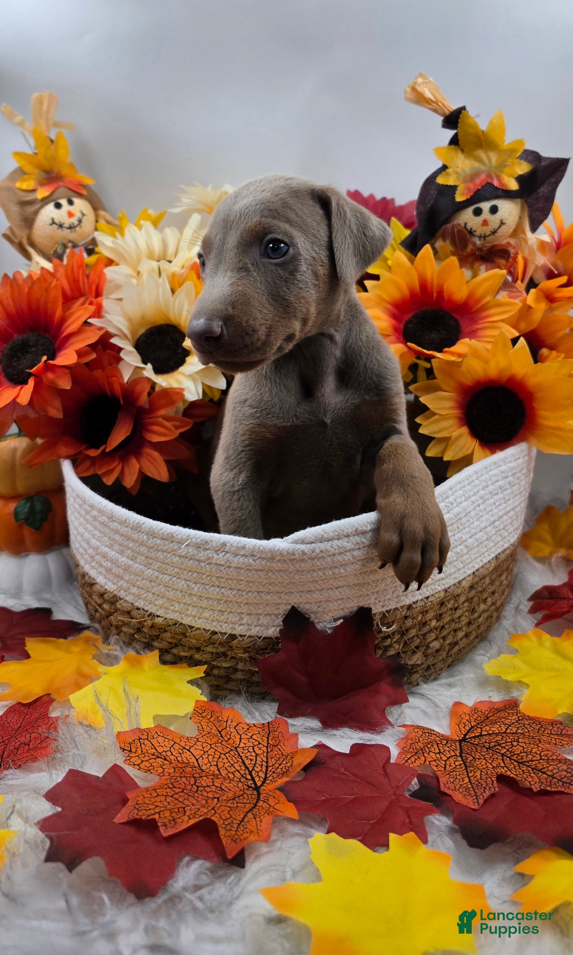 Doberman Pinscher dogs Maserati - Ad 1