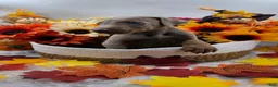 Doberman Pinscher dogs for sale: Maserati - Ad 1