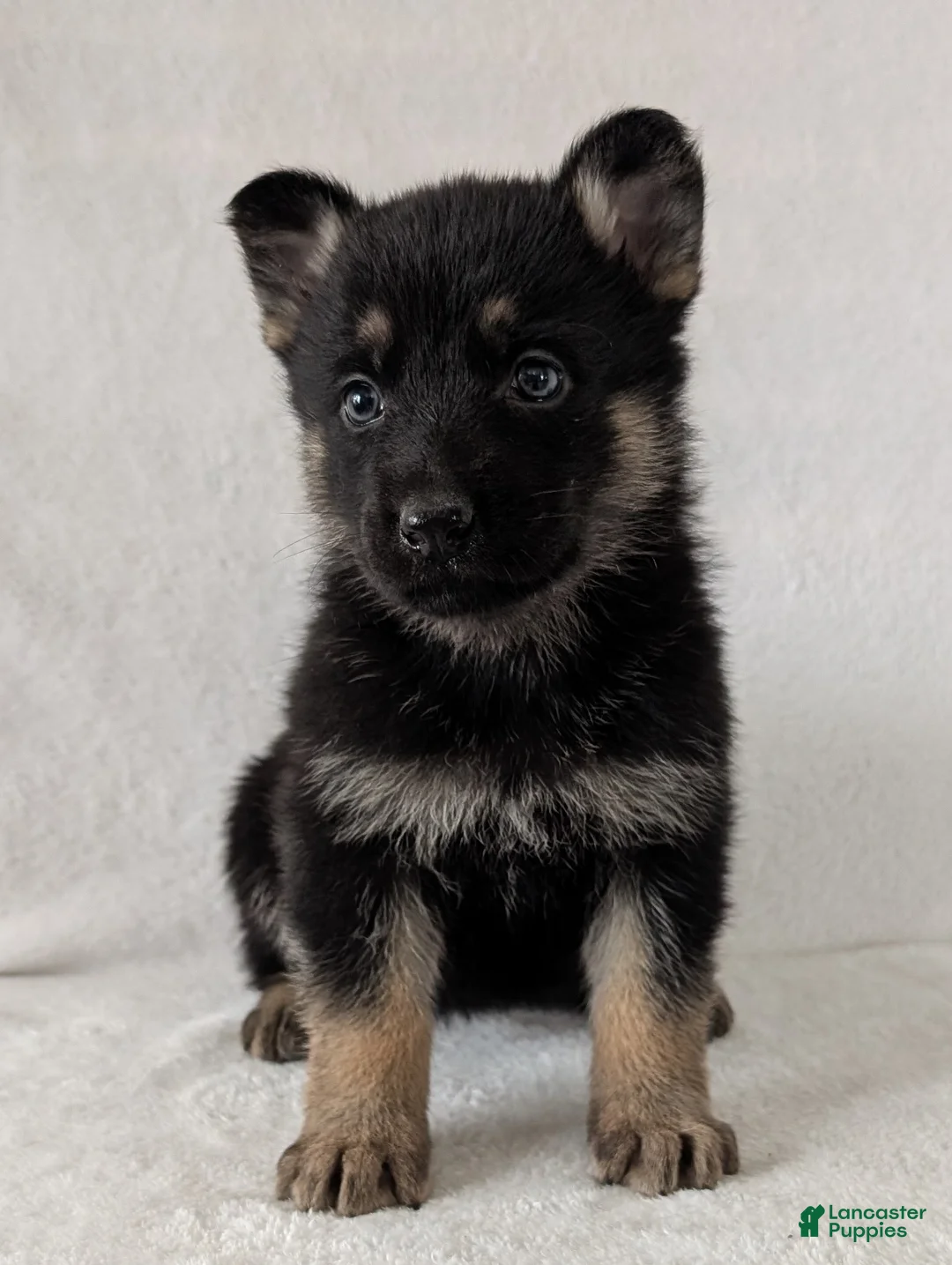 German Shepherd dogs for sale: Issie - Ad 11