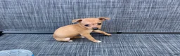 Chihuahua dogs for sale: Gidget - Ad 6