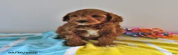 Mini Goldendoodle dogs for sale: River - Ad 4