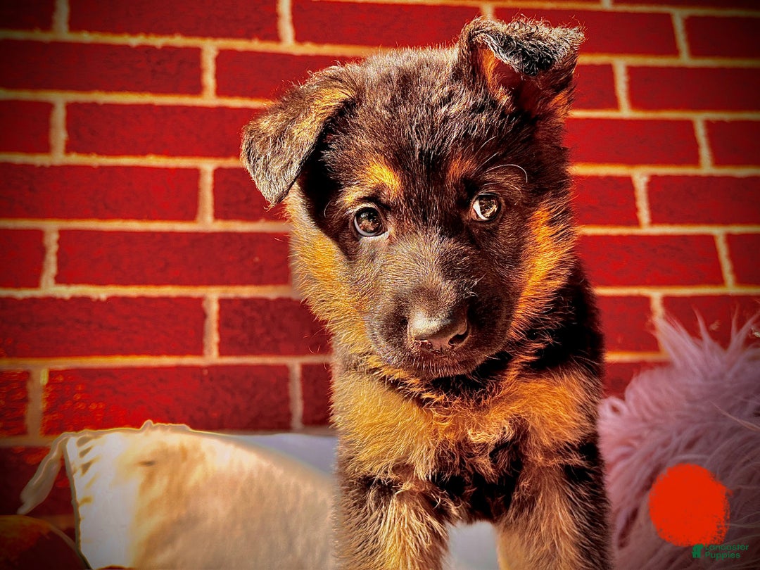 German Shepherd dogs for sale: Shadow (AKA) Snickers - Ad 1