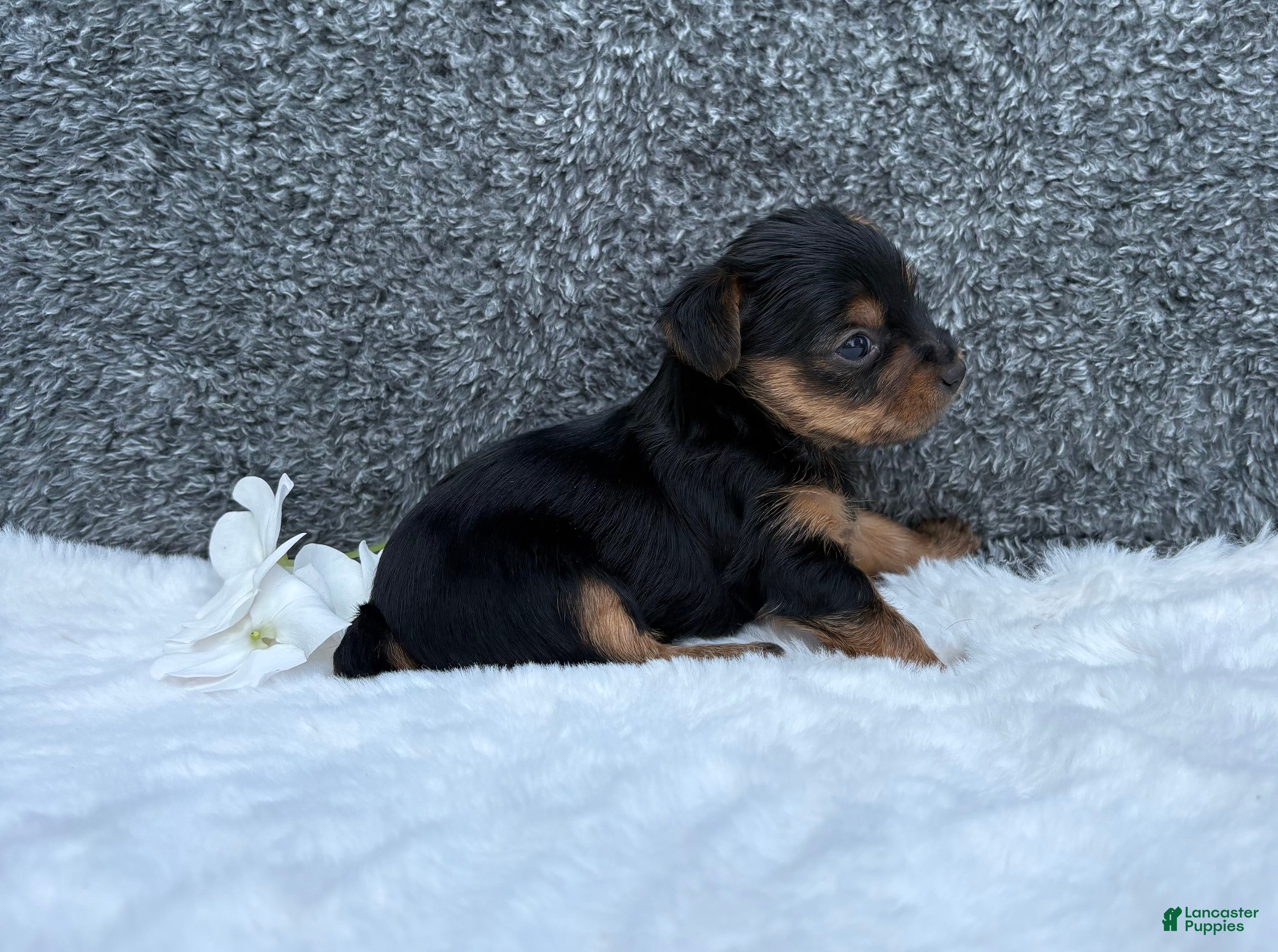 Yorkshire Terrier dogs Mia - Ad 2