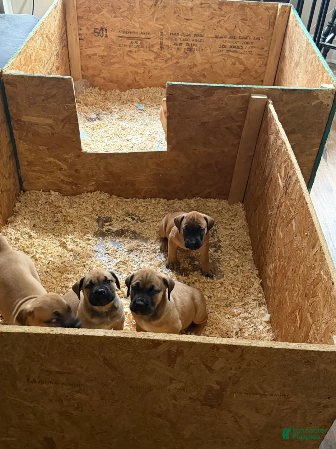 South African Boerboels dogs for sale: LGK TANK  - Ad 4