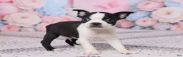 Boston Terrier dogs for sale: Joe - Ad 4