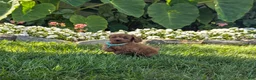 Cavapoo dogs for sale: Hazel  - Ad 3
